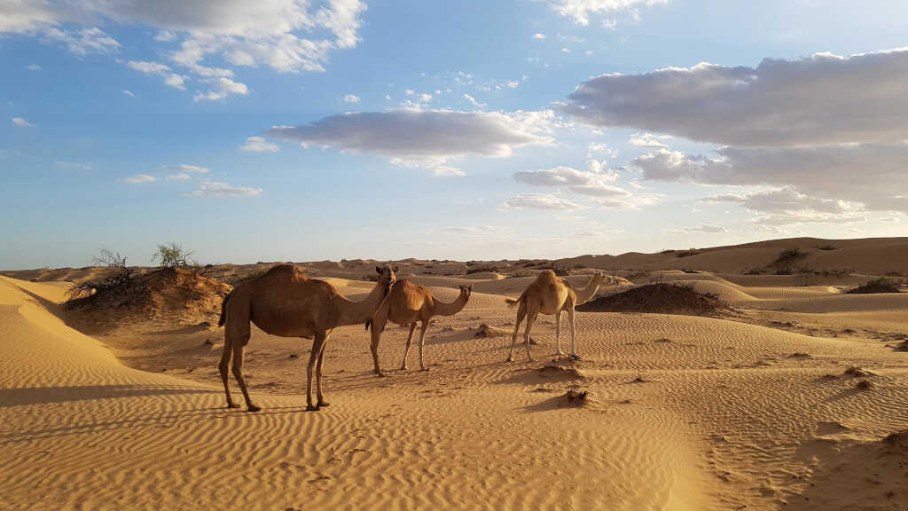 three camels in Wahiba Sands, Oman
