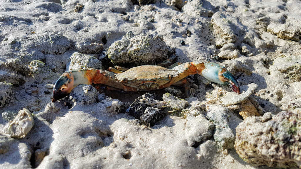 Krabbe im Sand bei einsetzender Ebbe auf Masirah Island, Oman.