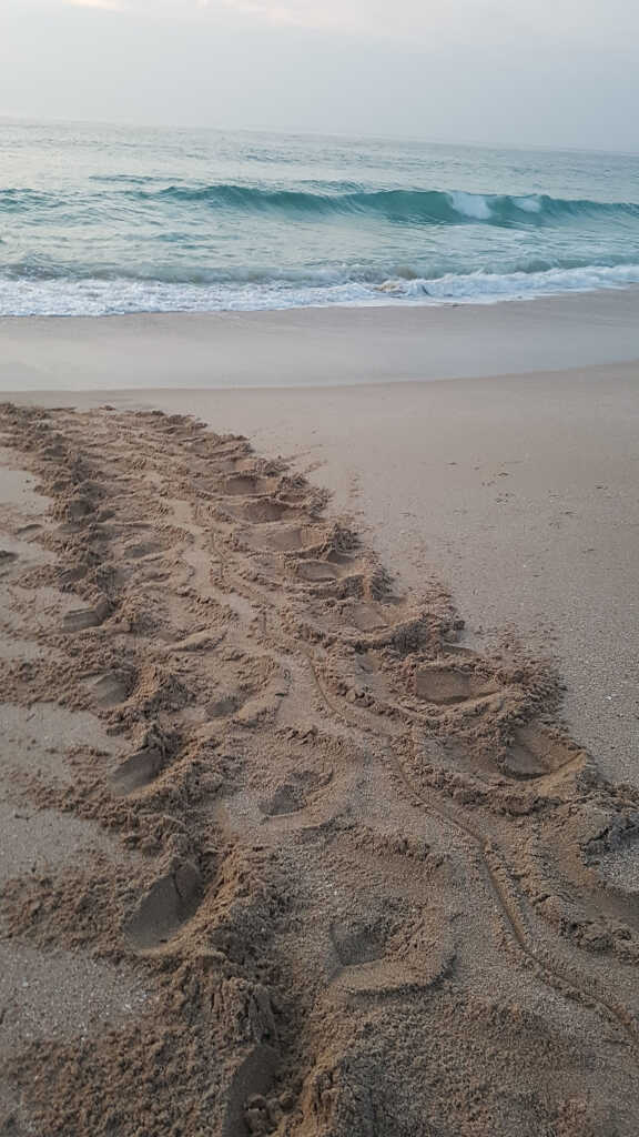 tracks of a large sea turtle in the sand at Ras Al Jinz Turtle Reserve, Oman
