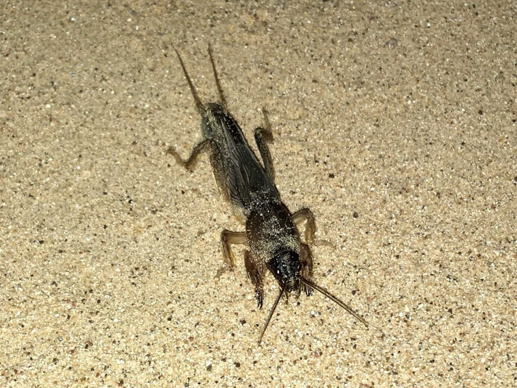 Ein Insekt in Wahiba Sands, Oman, das sich nachts an die Oberfläche begibt und vermutlich tagsüber im Sand vergräbt.