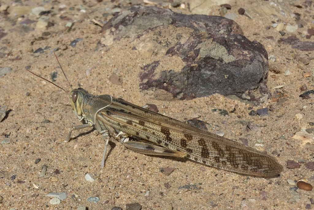 a giant locust in Oman