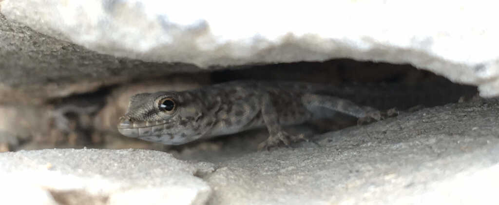 lizard in a rock crevice bei Al Manakhir, Jabal Al Akhdar, Oman