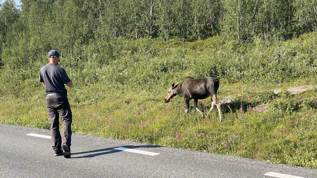 moose in Sweden
